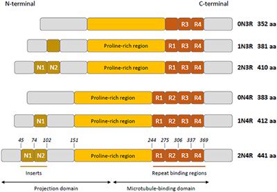 Similarities and Differences in the Pattern of Tau Hyperphosphorylation in Physiological and Pathological Conditions: Impacts on the Elaboration of Therapies to Prevent Tau Pathology